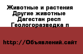 Животные и растения Другие животные. Дагестан респ.,Геологоразведка п.